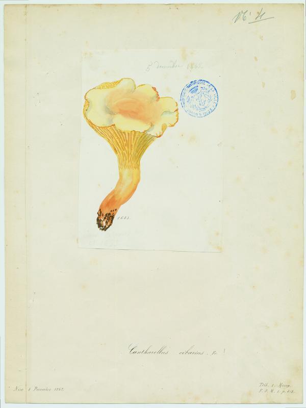 Girolle ; Chanterelle ; Jaunotte ; Jauniré ; champignon