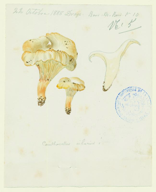 Girolle ; Chanterelle ; Jaunotte ; Jauniré ; champignon