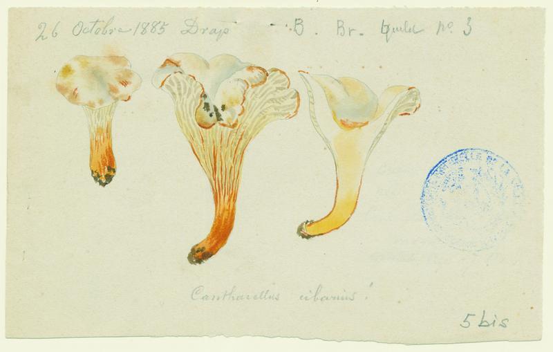 Girolle ; Chanterelle ; Jaunotte ; Jauniré ; champignon