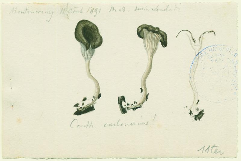 Fausse-chanterelle des charbonnières ; champignon