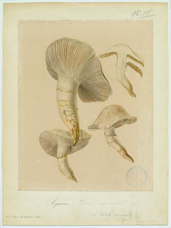 Lentin écailleux ; champignon