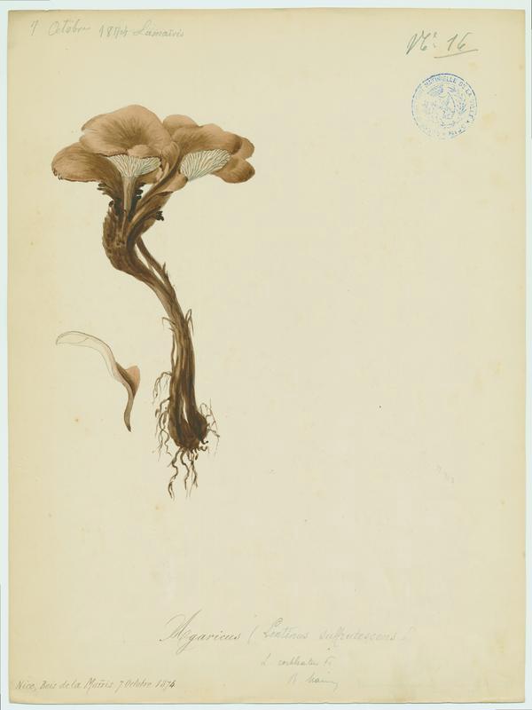 Lentin écailleux ; champignon