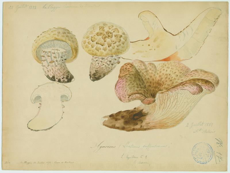 Lentin écailleux ; champignon