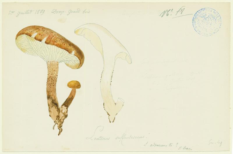 Lentin écailleux ; champignon
