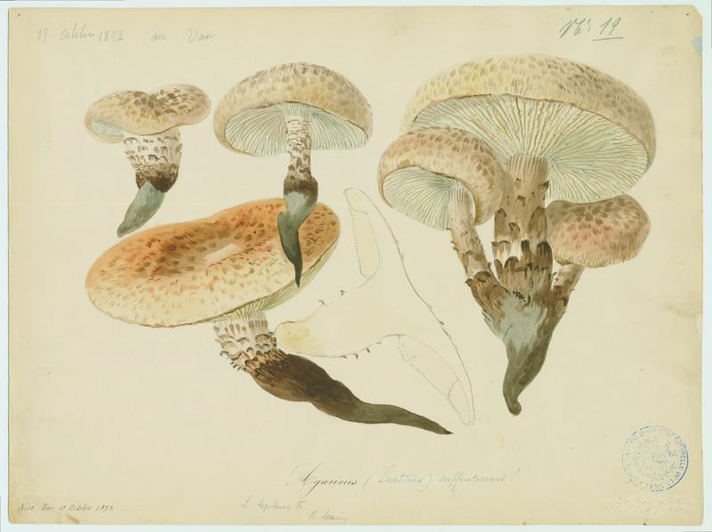 Lentin écailleux ; champignon