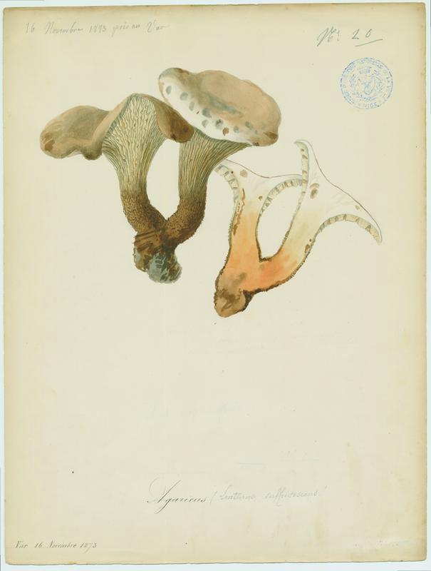 Lentin écailleux ; champignon