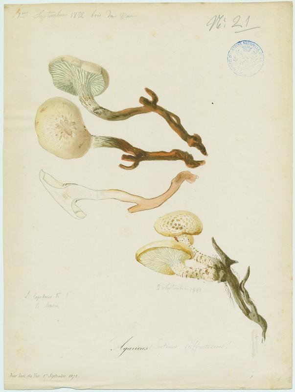 Lentin écailleux ; champignon