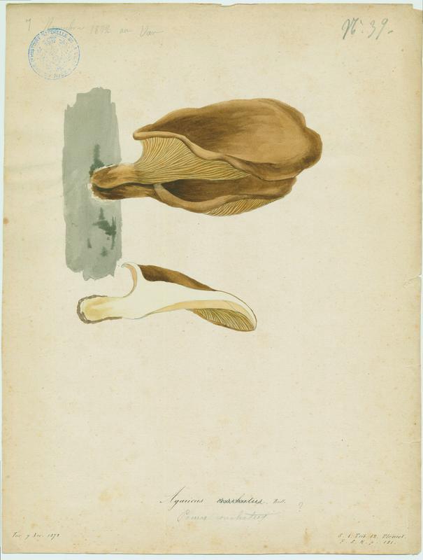 Lentin coquillage ; champignon