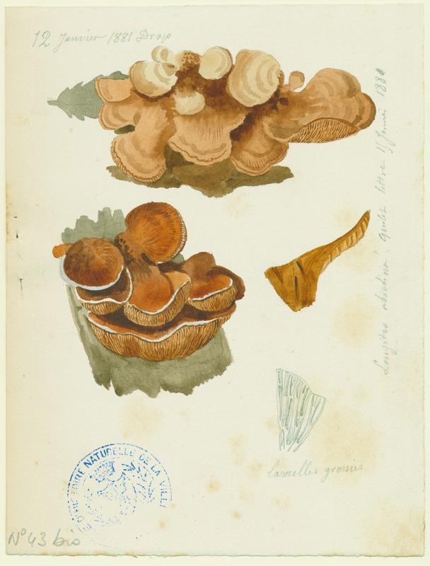 Lenzite du sapin ; champignon