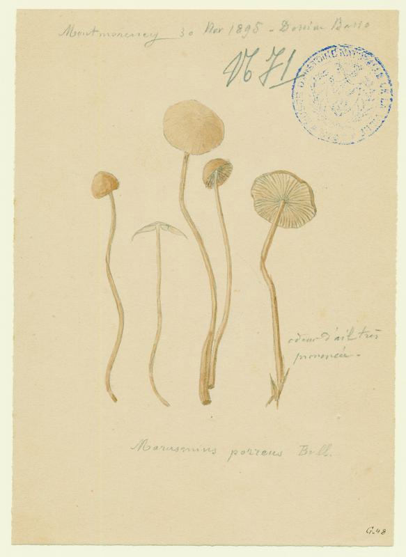 Marasme ; champignon
