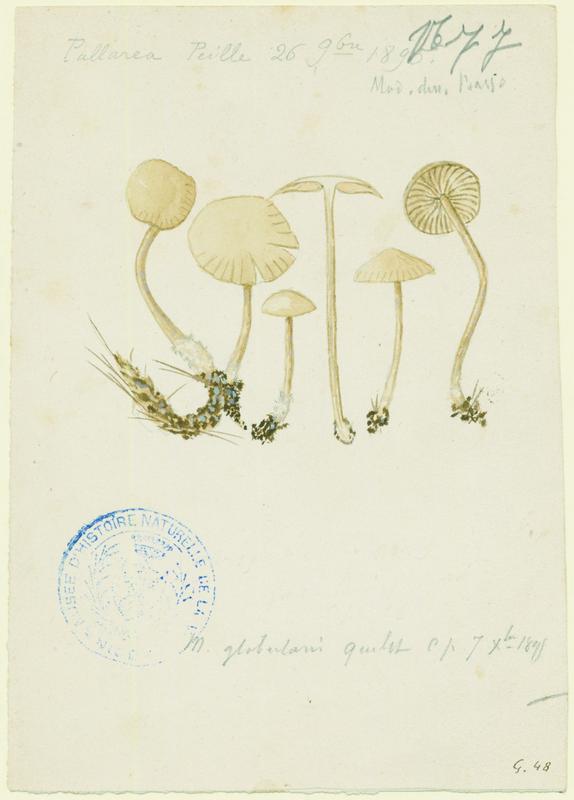 Marasme globuleux ; champignon