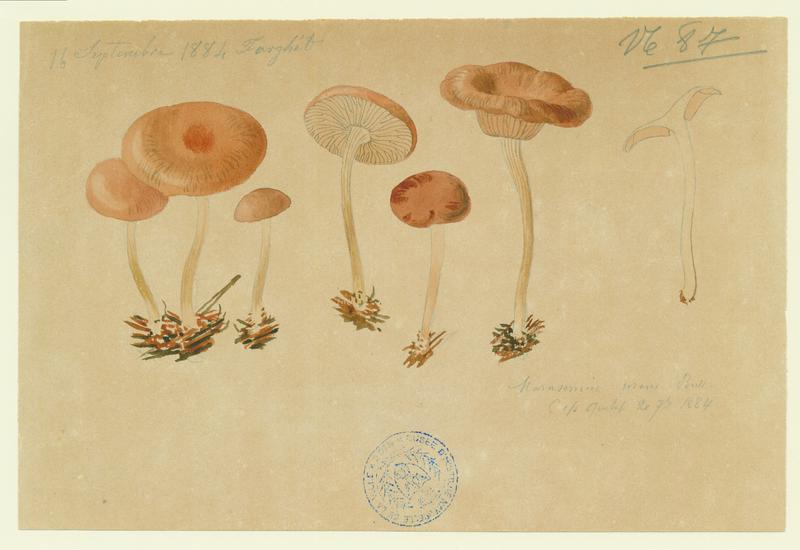 Marasme du buis ; champignon