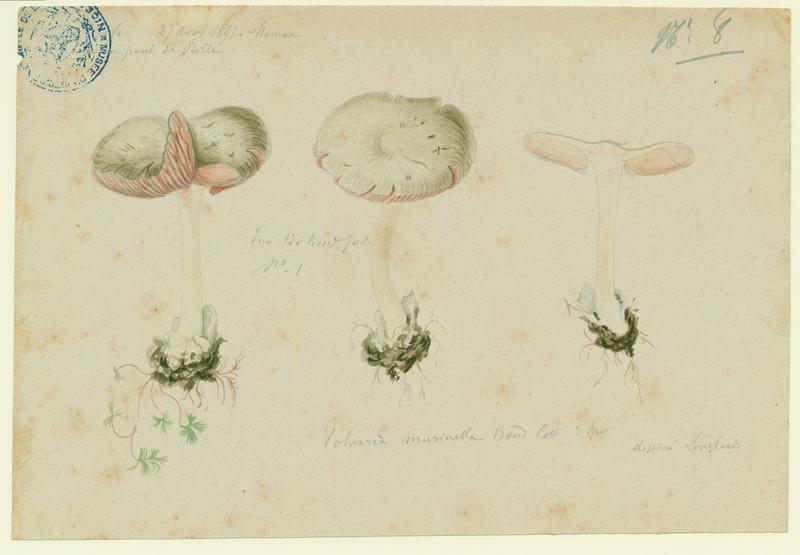 Volvaire gris souris ; champignon