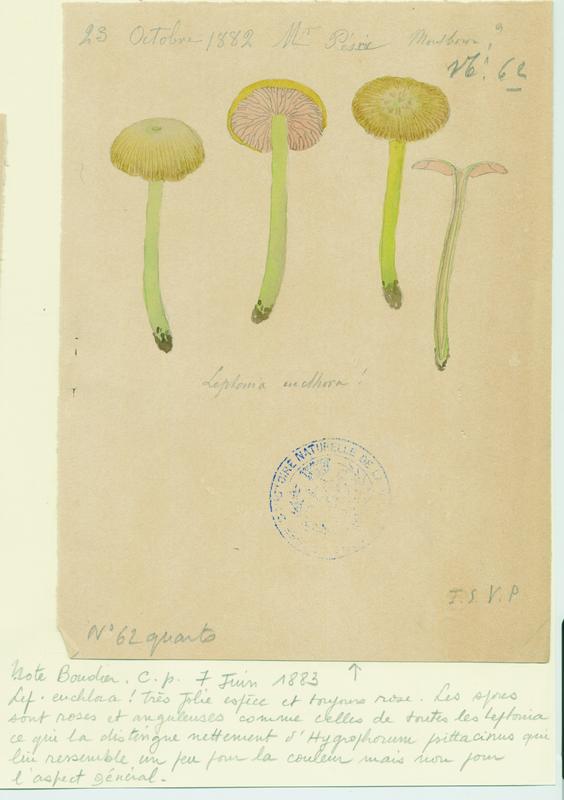 Entolome ; champignon