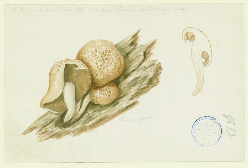 Pholiote du peuplier ; Pivoulade ; champignon