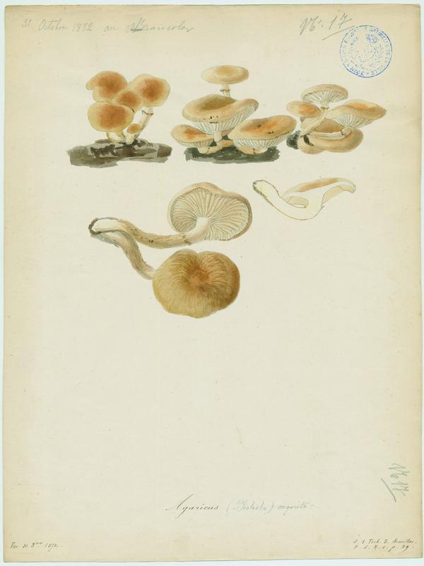 Pholiote du peuplier ; Pivoulade ; champignon