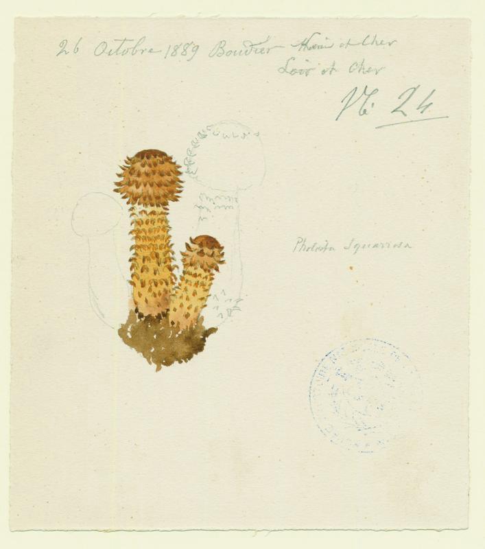 Pholiote écailleuse ; champignon