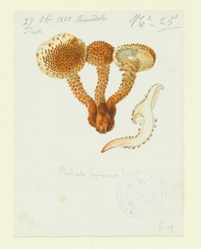 Pholiote écailleuse ; champignon