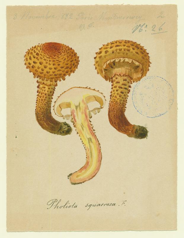 Pholiote écailleuse ; champignon