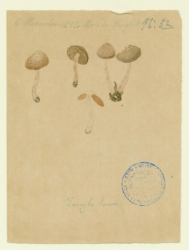 Inocybe à pied brunissant ; champignon
