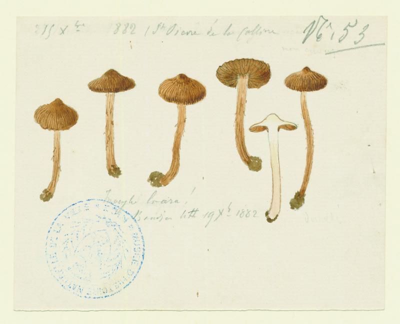 Inocybe à pied brunissant ; champignon