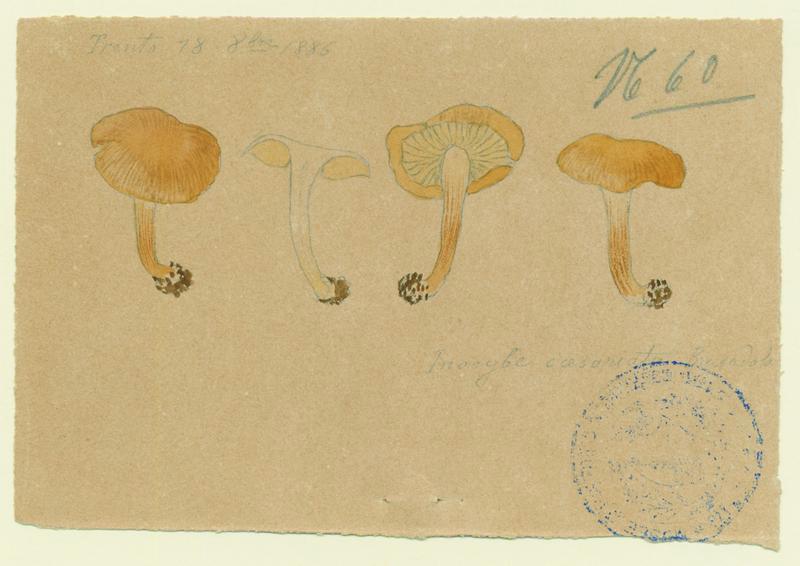 Inocybe de Heim ; champignon