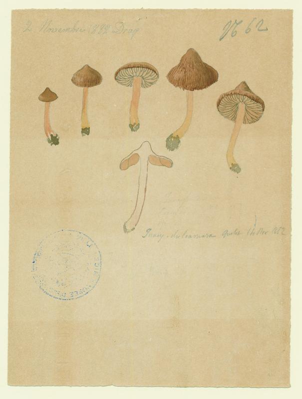 Inocybe doux amer ; champignon