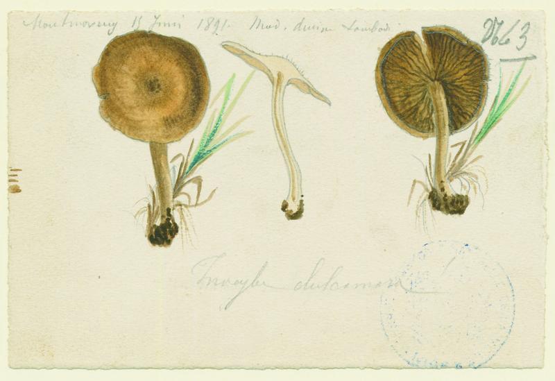 Inocybe doux amer ; champignon