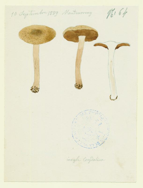 Inocybe à mamelon vert ; champignon