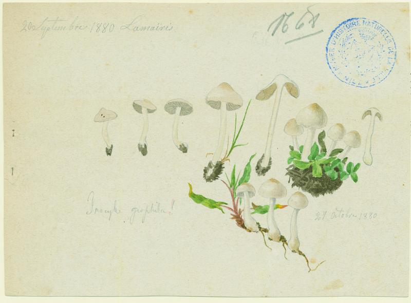 Inocybe à lames terreuses ; champignon