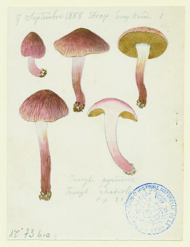 Inocybe ; champignon