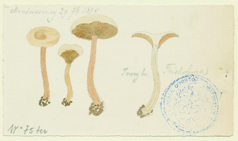 Inocybe ; champignon