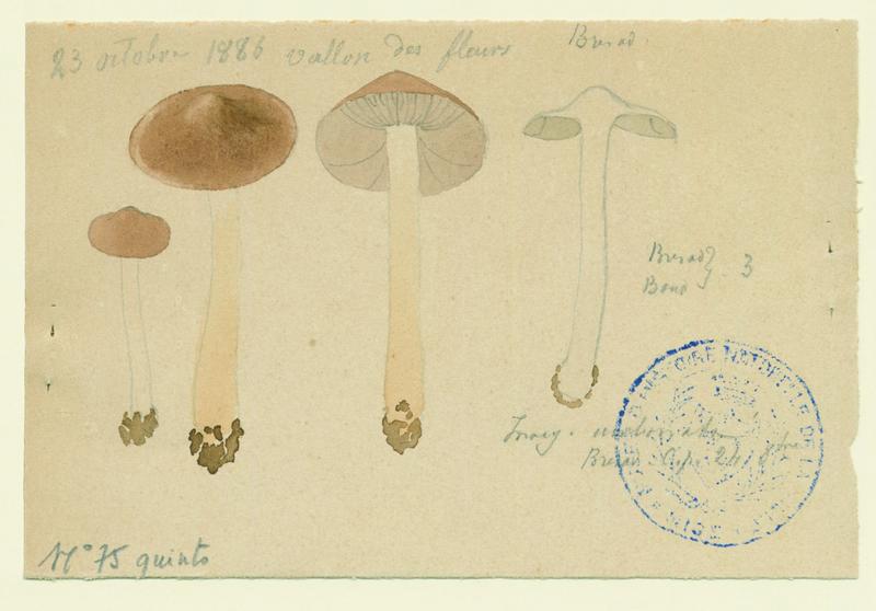 Inocybe ; champignon