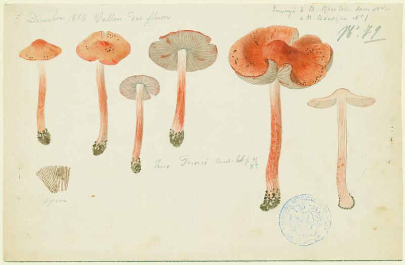 Inocybe ; champignon