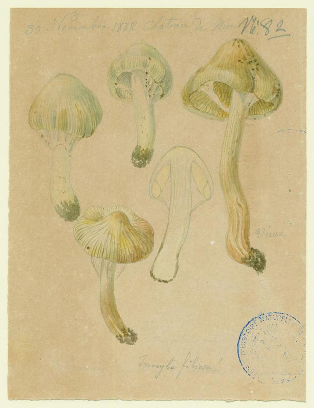 Inocybe fibreux ; champignon