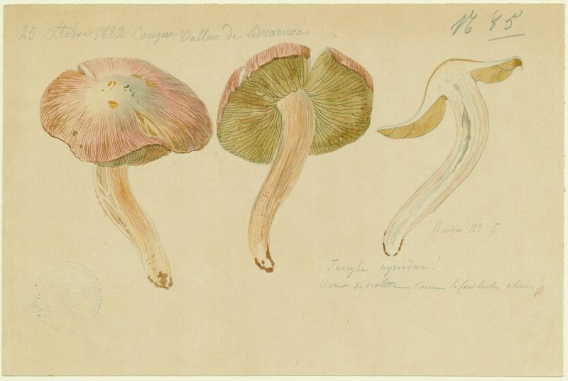 Inocybe à odeur de poire ; champignon