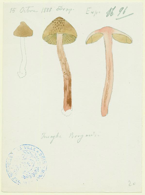Inocybe à odeur de Benjoin ; champignon