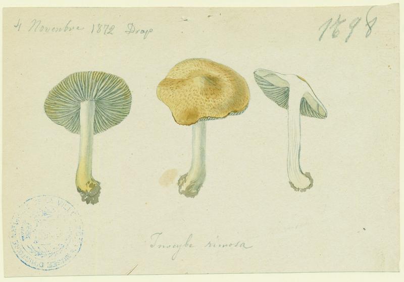 Inocybe fastigié ; champignon