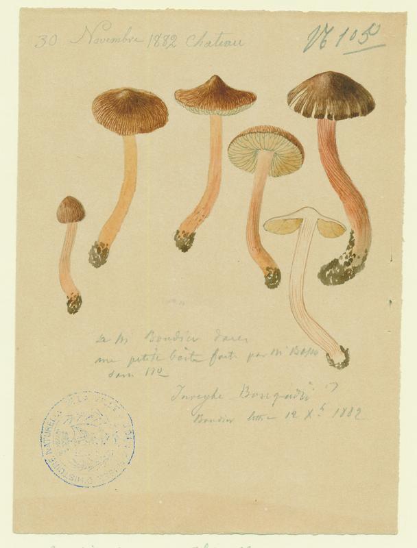 Inocybe à odeur de Benjoin ; champignon