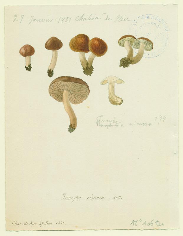 Inocybe fastigié ; champignon