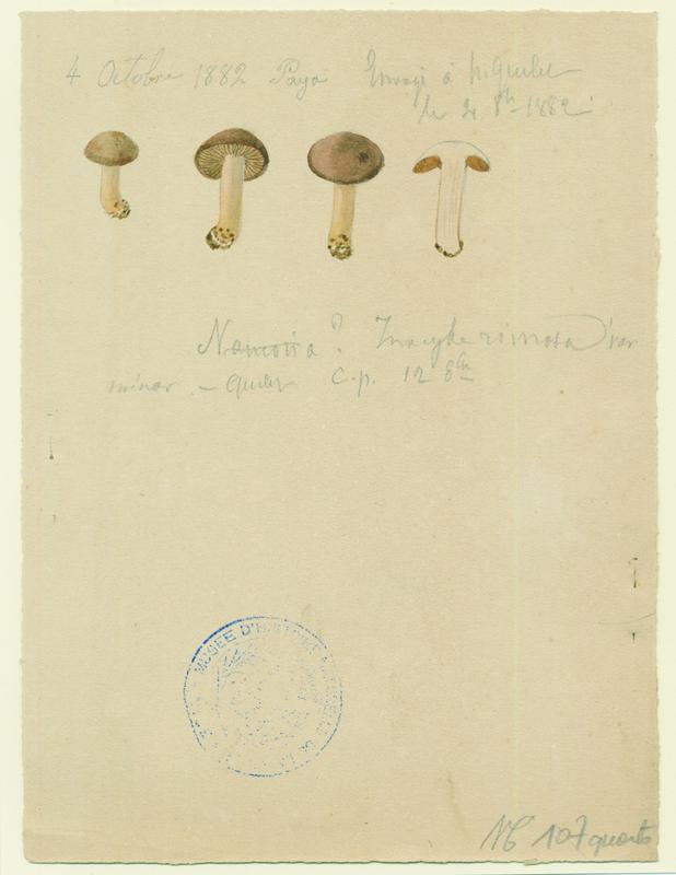 Inocybe fastigié ; champignon