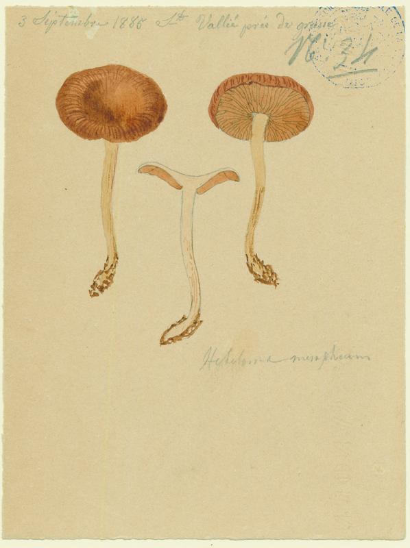 Hébélome à centre sombre ; Hébélome à centre brun ; champignon