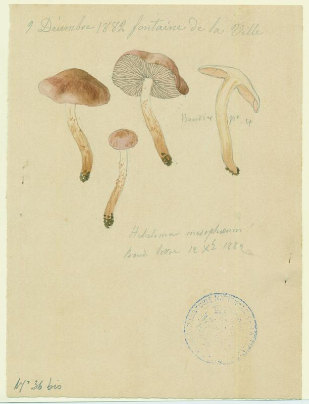 Hébélome à centre sombre ;  Hébélome à centre brun ; champignon