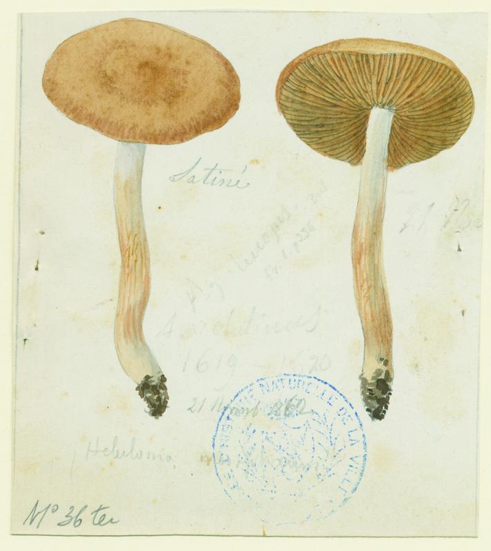 Hébélome à centre sombre ;  Hébélome à centre brun ; champignon