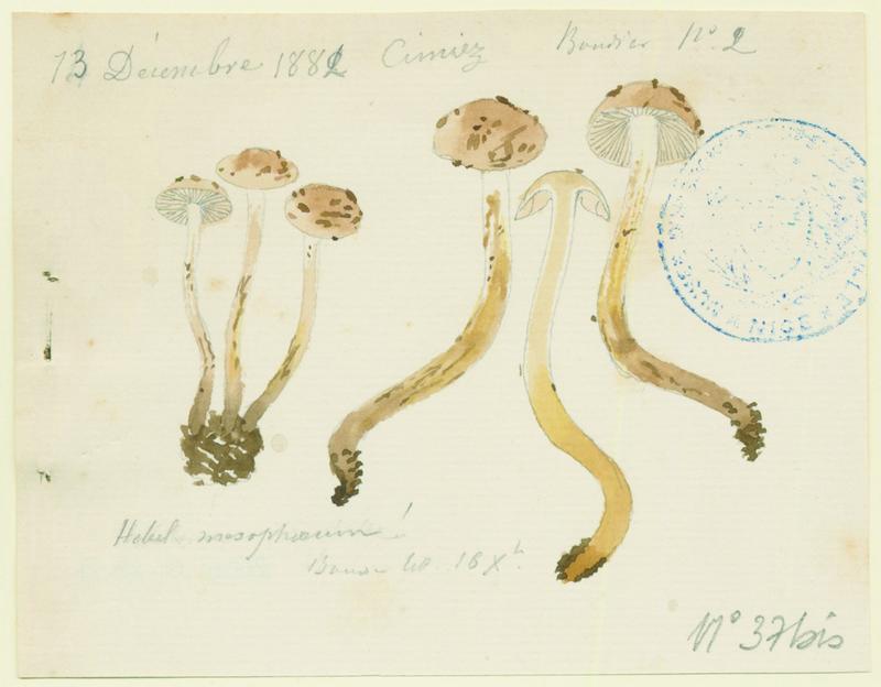 Hébélome à centre sombre ;  Hébélome à centre brun ; champignon