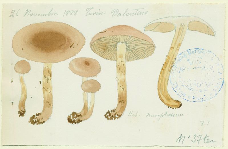 Hébélome à centre sombre ;  Hébélome à centre brun ; champignon
