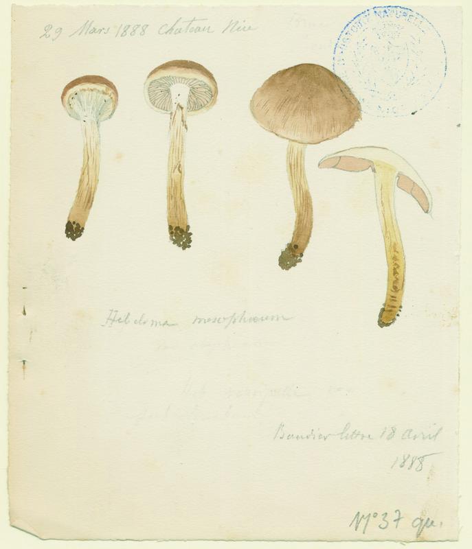 Hébélome à centre sombre ;  Hébélome à centre brun ; champignon