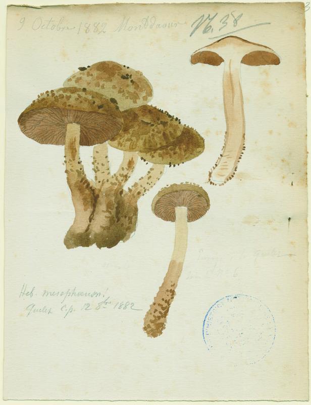 Hébélome à centre sombre ;  Hébélome à centre brun ; champignon