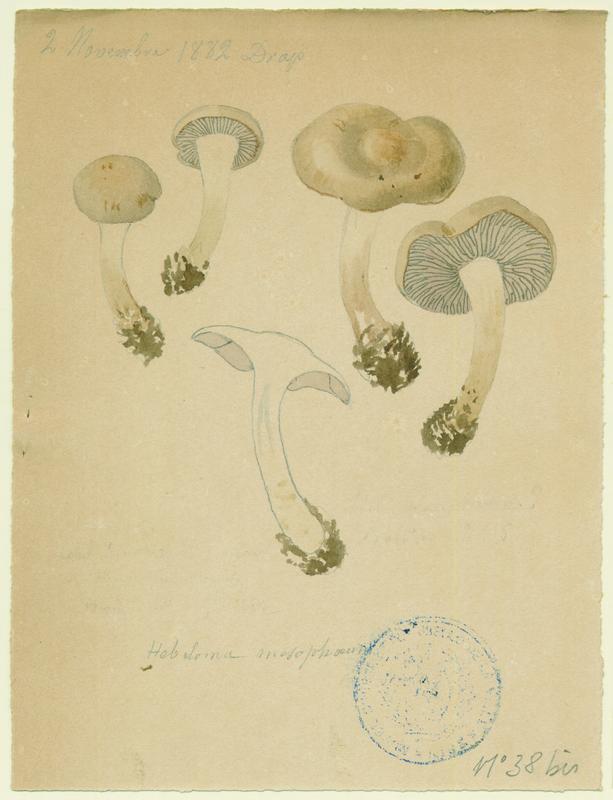 Hébélome à centre sombre ;  Hébélome à centre brun ; champignon