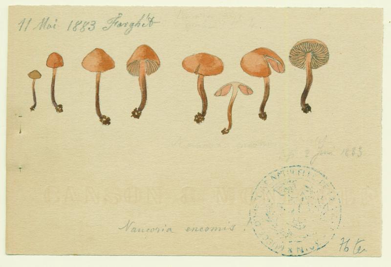 Naucorie ; champignon